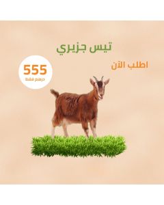 Insular Goat - Dar Al Husn