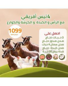 Four African goat - Dar Al Husn