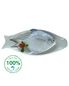 Pomfret Fish White 