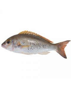 EBZIMI fish