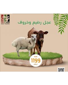 Calf and lamb show -Dar ALhusn