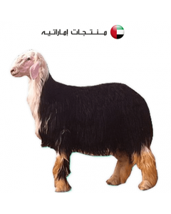 Sheep Najdi - Dar Al Husn