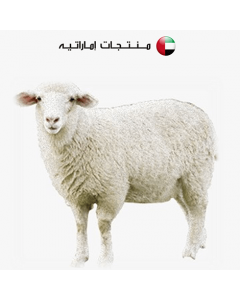 Sheep Australian - Dar Al Husn