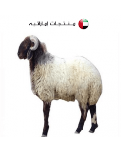 Sheep - Maraa Al sham