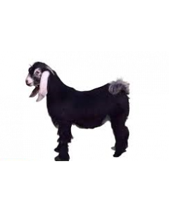 Local Goat - Maraa Al sham
