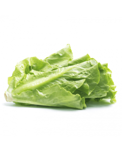 Long lettuce-Alasala