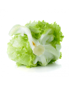Rounded Lettuce-Alasala
