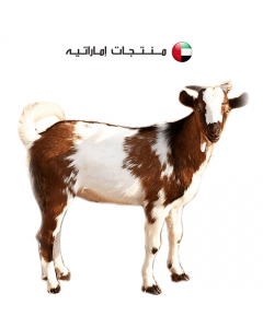 Local Goat - Dar Al Husn